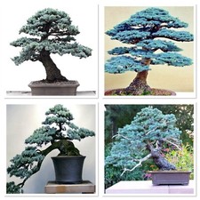 Blue spruce starter bonsai