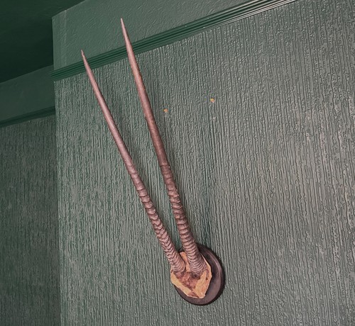 Antelope horn wall mount - wall,