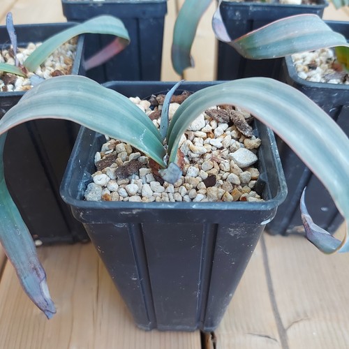 Welwitschia mirabilis - welwitschia,