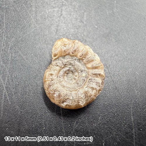 Charmouth promicroceras - charmouth,