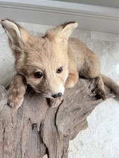 Taxidermy Fox Super Cute
