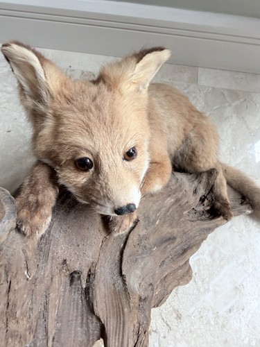 Taxidermy fox super cute - fox,
