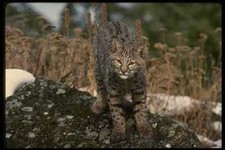 041085 Bob Cat A4 Photo Print