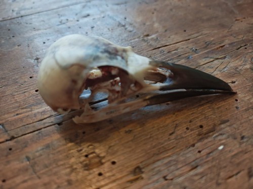 Crow slight damage - crow,