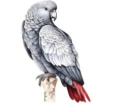 African Grey Parrot Bird Wall