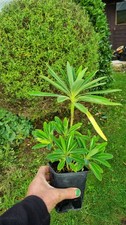 Euphorbia Mellifera 0.5litre Pot Hardy Tropical Style Plant Honey Spurge