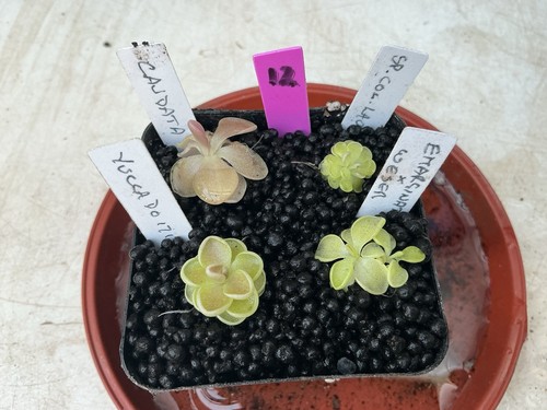 Pinguicula collection 12 - collection, #12