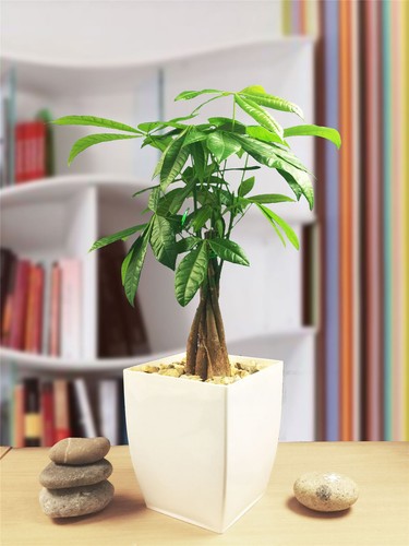 45cm pachira aquatica money - pachira,