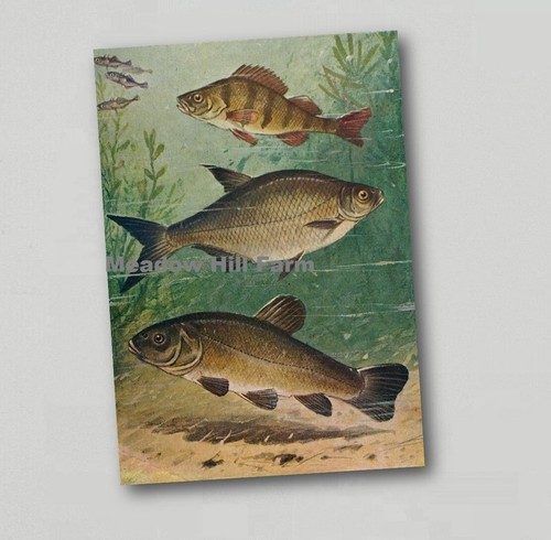 Fridge magnet tench bream - fridge,
