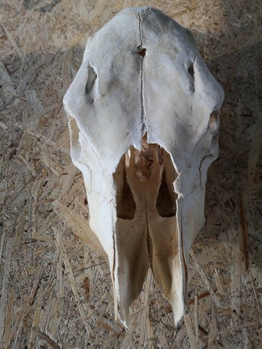 Cow skull cattle bone - skull,
