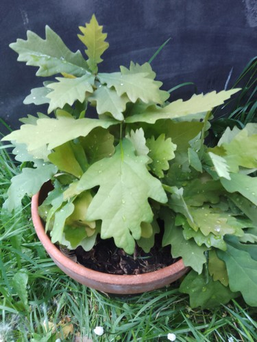 Oak tree saplings two for - oak,