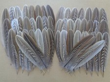 50 Cock Pheasant Wing Feathers