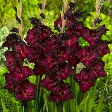 Gladioli black surprise - gladioli,
