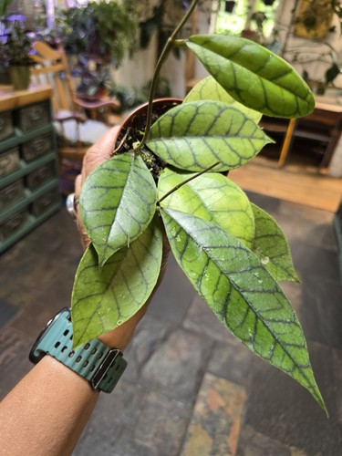 Hoya callistophylla kal - hoya,
