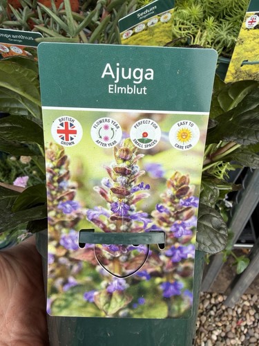 Alpine ajuga elmblut - ajuga, x2