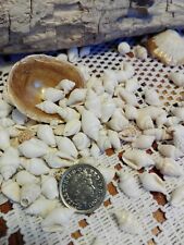 100 tiny white natural beach