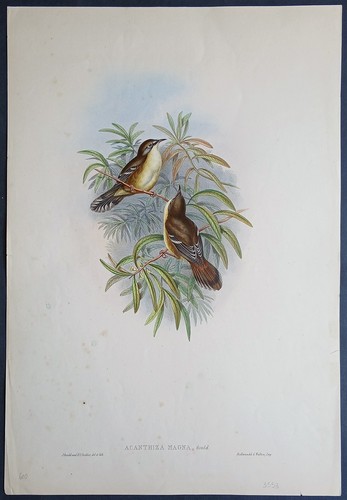 John gould birds - birds, ornithology
