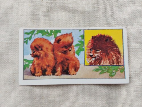 Puppies pomeranian - puppies,
