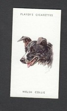 Players Dogs Heads by Biegel