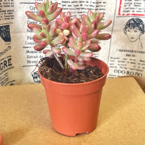 Sedum rubrotinctum
