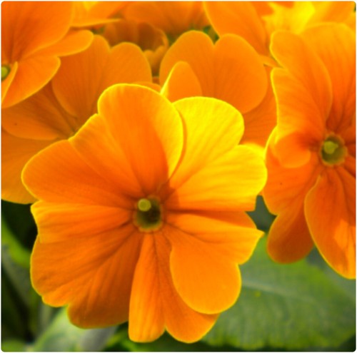 Orange primrose primula - orange, primrose,