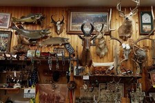 Big-game trophy heads are