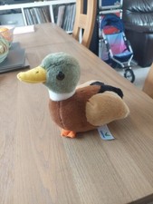 Centre Parks Mallard Duck