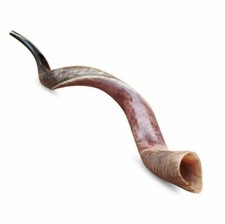 Kudu Horn Shofar 95-100 Cm
