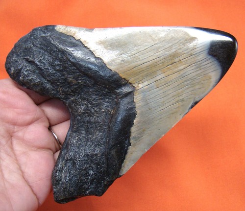 Huge megalodon shark tooth - huge,