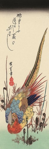 Golden pheasant and fern - and,