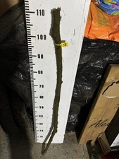 Blackthorn SHANK WALKING STICK