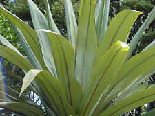 Blue Dracaena, Cordyline