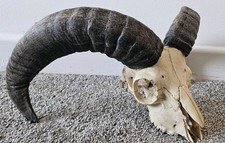 Beautiful Ram Skull taxidermy art craft tattoo Curio Sheep Skull film 