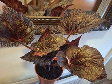 Begonia Phantom Plant