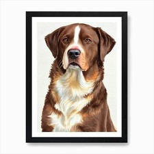 Chesapeake Bay Retriever 4