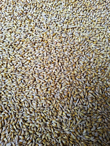 Malting barley 10kg bag farm - malting,