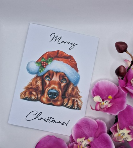 Irish red setter - red, dog