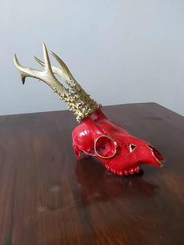 Roe buck deer - buck, antlers