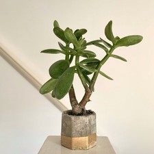 jade money plant - handmade