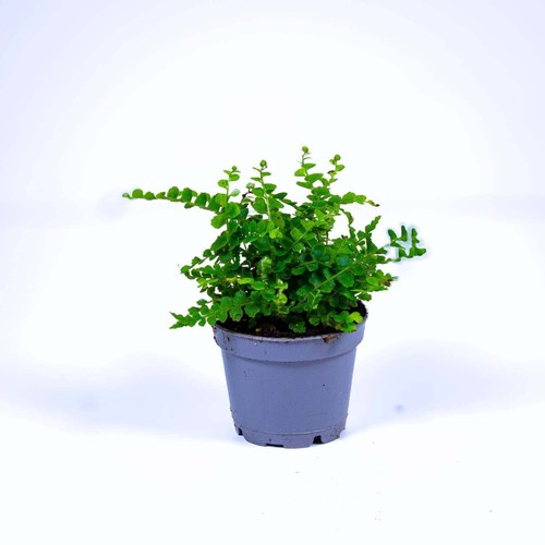 Nephrolepis cordifolia lemon - nephrolepis,