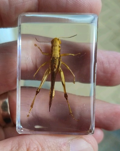 Real bug grasshopper locust - bug,