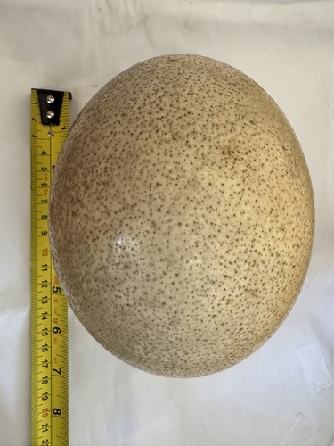 Genuine vintage ostrich egg - genuine,