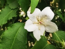 HOHERIA POPULNEA, Ribbonwood
