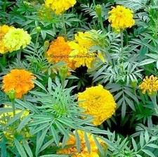 Flower Seeds Annual Biennial