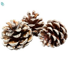 FROSTED Natural Pine Cones