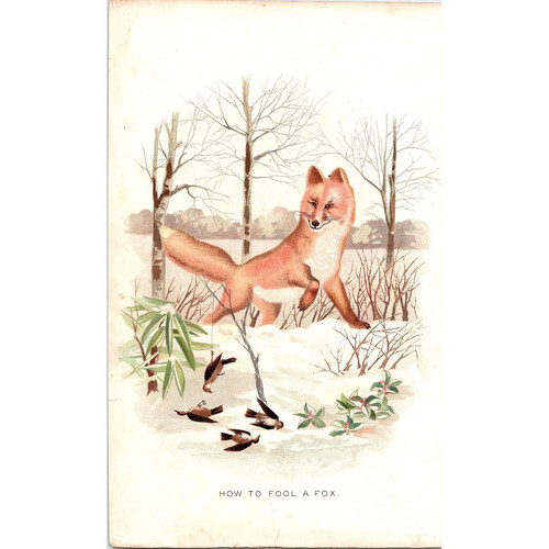 Fox trap birds 1897 - trap,, birds,1897