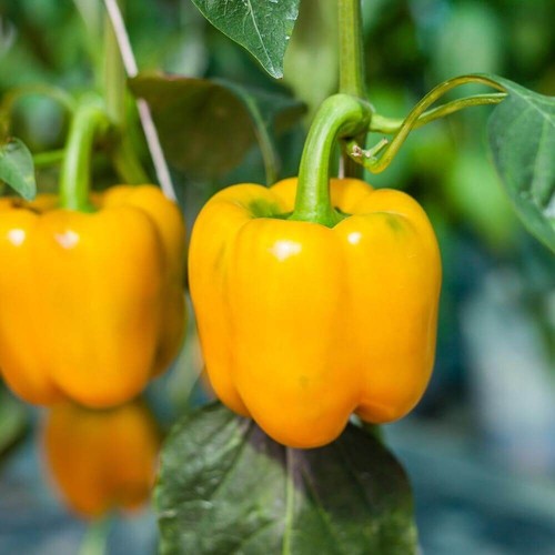 Pepper golden california - 8x, california'