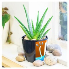 1 Table Plant in Self Watering