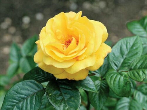 Pcs yellow rose flower - pcs,