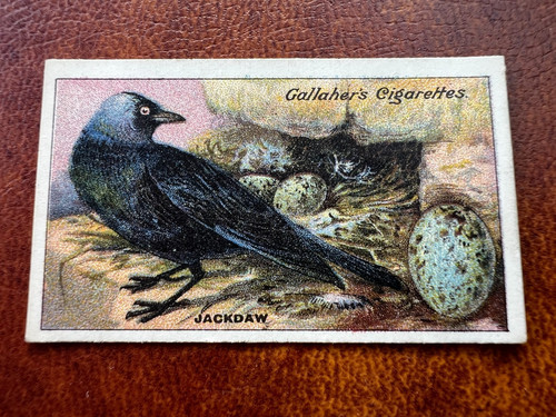 Gallaher birds nests eggs - -,